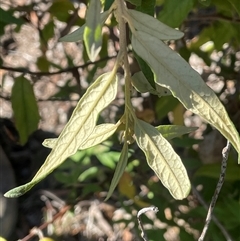 Olearia lirata at Carwoola, NSW - 4 Jun 2025 01:33 PM