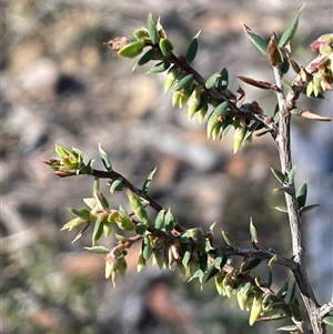 Leucopogon fletcheri subsp. fletcheri at Carwoola, NSW - Yesterday by JaneR