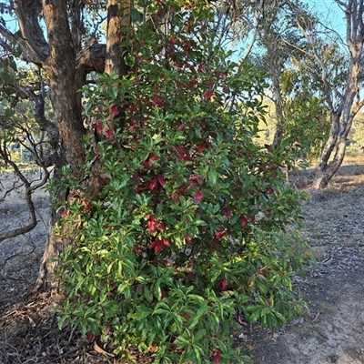 Photinia robusta (Red Leaf Photinia) at Farrer, ACT - 4 Jun 2025 by Mike