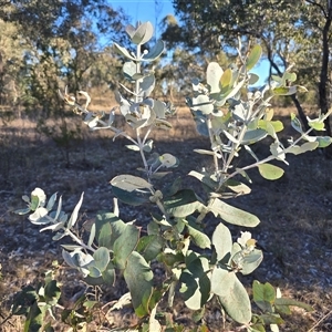 Eucalyptus globulus subsp. bicostata (Southern Blue Gum, Eurabbie) at Farrer, ACT - Yesterday by Mike