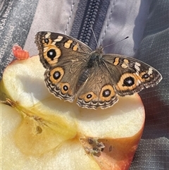 Junonia villida (Meadow Argus) at Carwoola, NSW - Today by JaneR