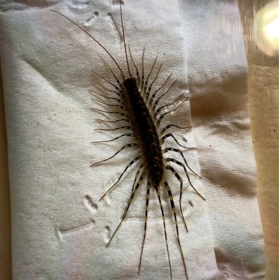 Unverified Millipede (Diplopoda) at Broke, NSW - 31 May 2025 by RoyP