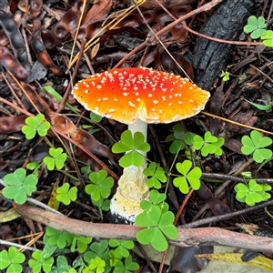 Amanita muscaria by GlossyGal
