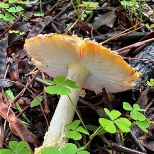 Amanita muscaria at Emerald, VIC - suppressed