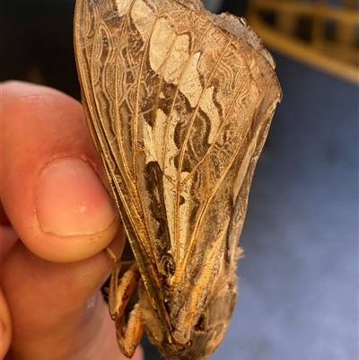 Abantiades labyrinthicus (Labyrinthine Ghost Moth) by SteveBorkowskis