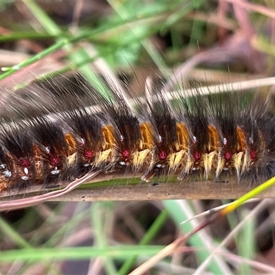 Anthela ocellata (Eyespot Anthelid moth) at Ulladulla, NSW - 25 May 2025 by Clarel