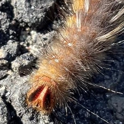 Anthela ocellata (Eyespot Anthelid moth) at Ulladulla, NSW - 24 May 2025 by Clarel
