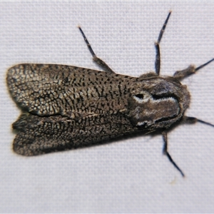Endoxyla amphiplecta (A Cossid moth (Zeuzerinae) at Saint George, QLD - 2 Nov 2009 by PJH123