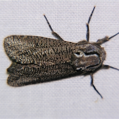 Endoxyla amphiplecta (A Cossid moth (Zeuzerinae) at Saint George, QLD - 2 Nov 2009 by PJH123