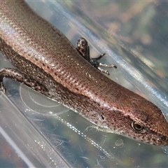 Lampropholis delicata (Delicate Skink) at Narrabundah, ACT - 3 Jun 2025 by RobParnell