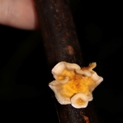 Stereum hirsutum (Hairy Curtain Crust) at Ulladulla, NSW - 23 May 2025 by Clarel