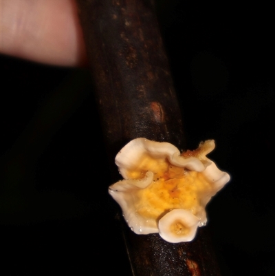 Stereum hirsutum (Hairy Curtain Crust) at Ulladulla, NSW - 23 May 2025 by Clarel