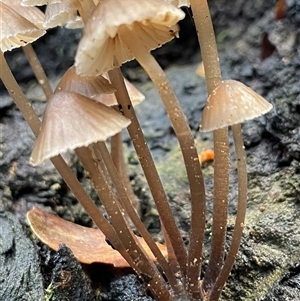 Mycena sp. (genus) at Ulladulla, NSW - 19 May 2025 by Clarel