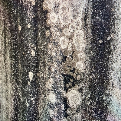 Unverified Lichen at Broke, NSW - 31 May 2025 by RoyP
