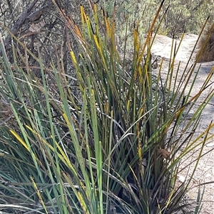 Dianella longifolia at Kambah, ACT - 1 Jun 2025 by Jennybach