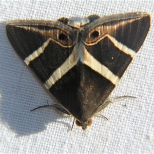 Unverified Noctuoid moth (except Arctiinae) at Saint George, QLD - 3 Nov 2009 by PJH123