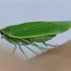 Unverified Leafhopper or planthopper (Hemiptera, several families) at Rocky Creek, NSW - 3 Nov 2009 by PJH123