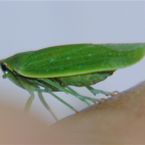 Unverified Leafhopper or planthopper (Hemiptera, several families) at Rocky Creek, NSW - 3 Nov 2009 by PJH123