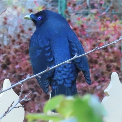 Ptilonorhynchus violaceus (Satin Bowerbird) at Narrabundah, ACT - 4 Jun 2025 by RobParnell