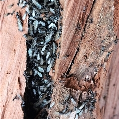 Unverified Ant (Hymenoptera, Formicidae) at Rosebery, TAS - Yesterday by Bidge