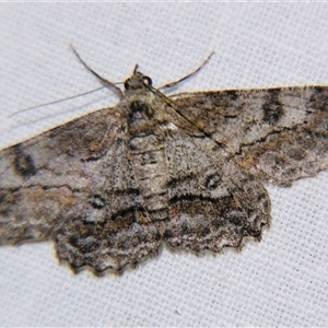Cleora displicata at Rocky Creek, NSW - 3 Nov 2009 07:17 PM