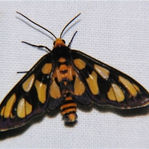 Unverified Tiger moth (Arctiinae) at Rocky Creek, NSW - 3 Nov 2009 by PJH123