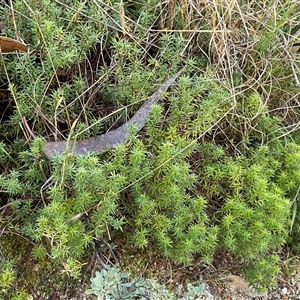Unverified Plant at Kambah, ACT - 1 Jun 2025 by Jennybach