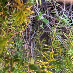 Acrotriche serrulata at Kambah, ACT - 1 Jun 2025 11:45 AM