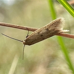 Blastobasis tarda (Gelechioidea) at Ainslie, ACT - 5 Oct 2024 by Pirom