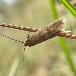 Blastobasis tarda at Ainslie, ACT - 5 Oct 2024 by Pirom