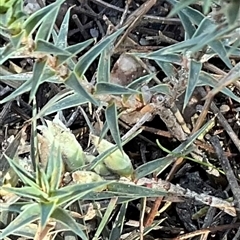 Melichrus urceolatus (Urn Heath) at Kambah, ACT - 1 Jun 2025 by Jennybach