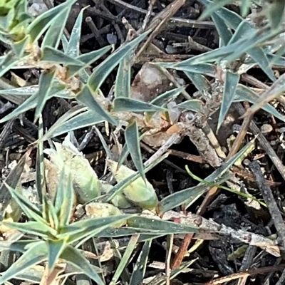 Melichrus urceolatus (Urn Heath) at Kambah, ACT - 1 Jun 2025 by Jennybach
