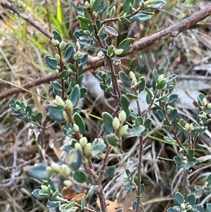 Unverified Plant at Kambah, ACT - 1 Jun 2025 by Jennybach