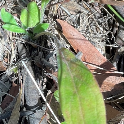Hackelia suaveolens (Sweet Hounds Tongue) at Kambah, ACT - 1 Jun 2025 by Jennybach