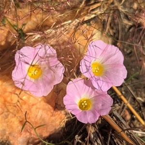 Unverified Other Wildflower or Herb at Kakadu, NT - 17 May 2025 by HelenCross