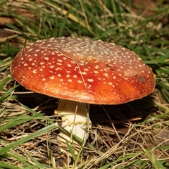Amanita muscaria (Fly Agaric) at Yarralumla, ACT - 4 Jun 2025 by AlisonMilton