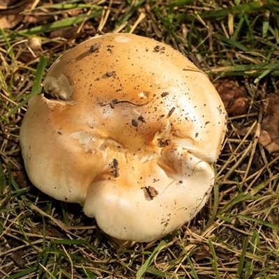 Cortinarius sp. at Yarralumla, ACT - 4 Jun 2025 by AlisonMilton