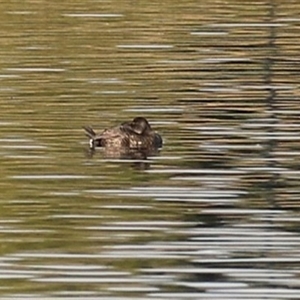 Biziura lobata at Fyshwick, ACT - 3 Jun 2025 by RodDeb
