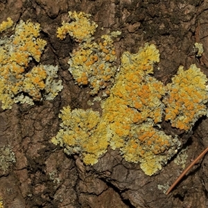 Unverified Lichen at Yarralumla, ACT - Yesterday by AlisonMilton