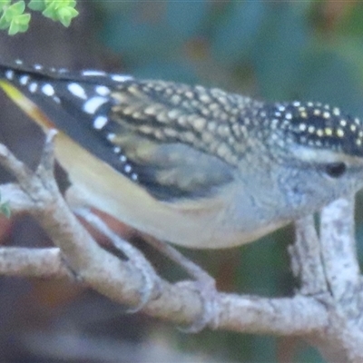 Pardalotus punctatus (Spotted Pardalote) at Narrabundah, ACT - 29 May 2025 by RobParnell