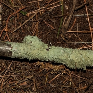 Unverified Lichen at Yarralumla, ACT - Yesterday by AlisonMilton