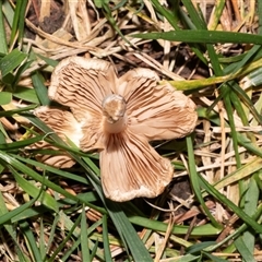 Unverified Cap on a stem; gills below cap [mushrooms or mushroom-like] at Yarralumla, ACT - 4 Jun 2025 by AlisonMilton