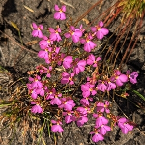 Stylidium sp. at Kakadu, NT - 17 May 2025 by HelenCross