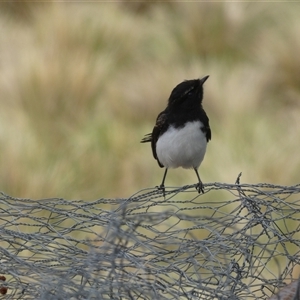 Rhipidura leucophrys at Ballyroe, NSW - suppressed
