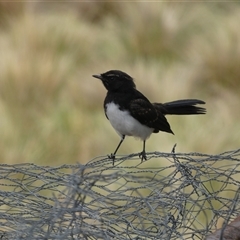 Rhipidura leucophrys at Ballyroe, NSW - suppressed