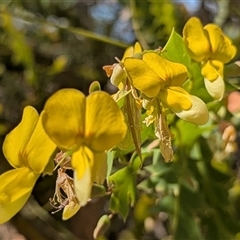 Unverified Pea at Kakadu, NT - 17 May 2025 by HelenCross