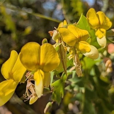 Unverified Pea at Kakadu, NT - 17 May 2025 by HelenCross