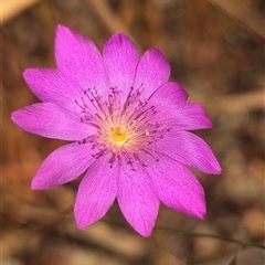 Calandrinia uniflora at Kakadu, NT - 17 May 2025 by HelenCross