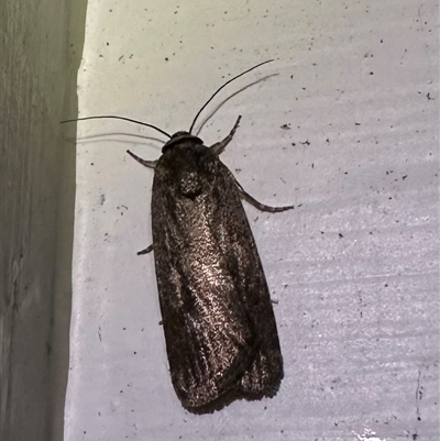 Athetis tenuis (Plain Tenuis Moth) at Arakoon, NSW - 25 Aug 2024 by Pirom