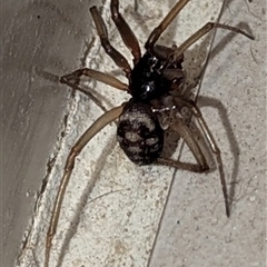 Steatoda sp. (genus) by HelenCross